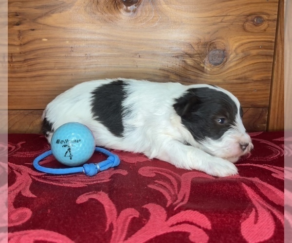 Medium Photo #8 Schnauzer (Miniature) Puppy For Sale in BIG CABIN, OK, USA