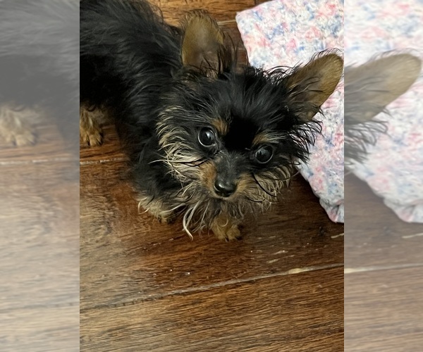 Medium Photo #4 Yorkshire Terrier Puppy For Sale in KELLER, TX, USA
