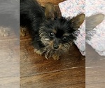 Small #3 Yorkshire Terrier