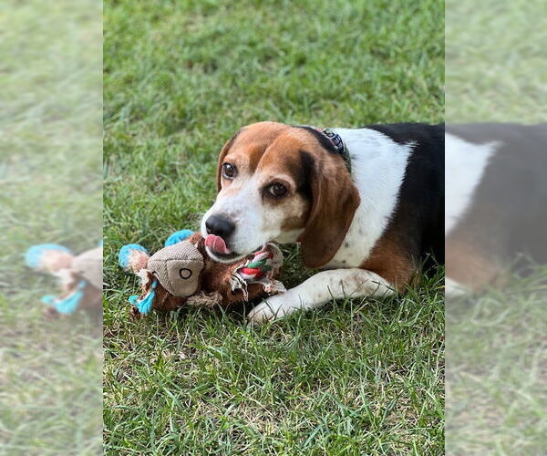 Medium Photo #9 Beagle Puppy For Sale in Boonton, NJ, USA