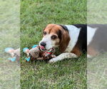 Small #8 Beagle