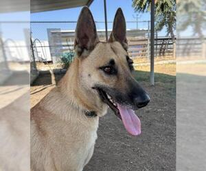 German Shepherd Dog Dogs for adoption in Bakersfield, CA, USA
