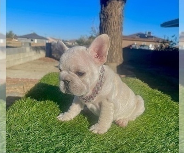 Medium Photo #7 French Bulldog Puppy For Sale in SAN FRANCISCO, CA, USA