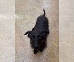 Small #1 Mutt