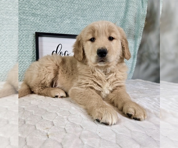 Medium Photo #3 Golden Retriever Puppy For Sale in FRANKLIN, IN, USA