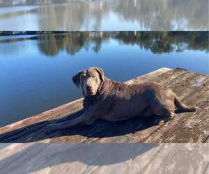 Father of the Labrador Retriever puppies born on 01/07/2023