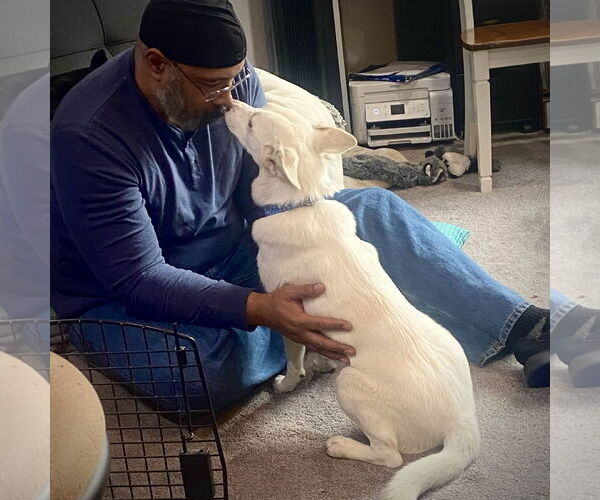 Medium Photo #5 Mutt Puppy For Sale in Sandy, UT, USA