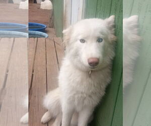 Whitney - Female Samoyed-Siberian Husky Mix Dog for Adoption - Photo #4