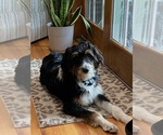 Small Photo #1 Aussiedoodle-Miniature Bernedoodle Mix Puppy For Sale in PRESTON, CT, USA
