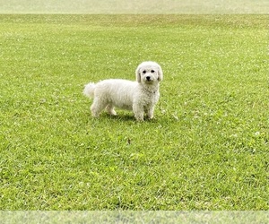 Mother of the Bichon Frise puppies born on 06/29/2026