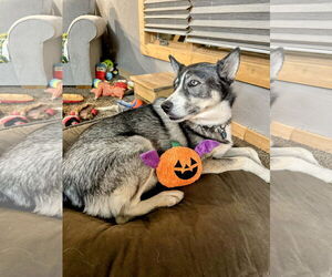 Siberian Husky Dogs for adoption in Chinook, MT, USA