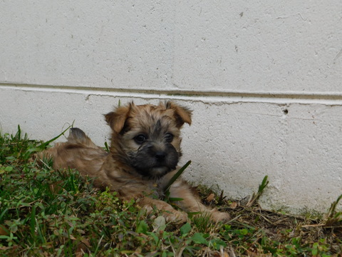 Medium Photo #18 Morkie Puppy For Sale in ORLANDO, FL, USA