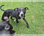 Small #1 Labrador Retriever Mix