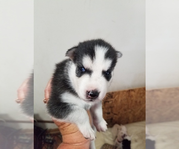 Medium Photo #5 Siberian Husky Puppy For Sale in OWENSBORO, KY, USA