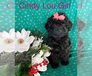 Maltipoo Puppy for sale in BELDING, MI, USA