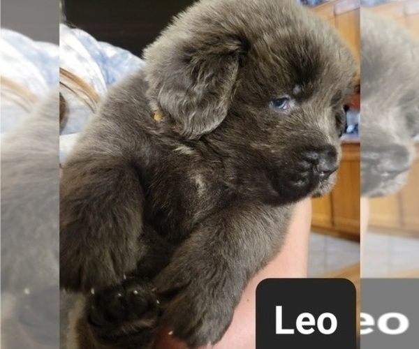Full screen Photo #7 Tibetan Mastiff Puppy For Sale in PRINCETON, MN, USA