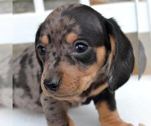 Dachshund Puppy for sale in HAMPTON, VA, USA