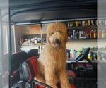 Small Photo #7 Goldendoodle Puppy For Sale in HOPE MILLS, NC, USA