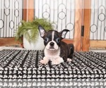 Small Photo #3 Boston Terrier Puppy For Sale in NAPLES, FL, USA