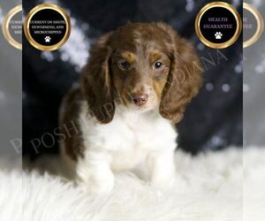 Dachshund Puppy for sale in WARSAW, IN, USA