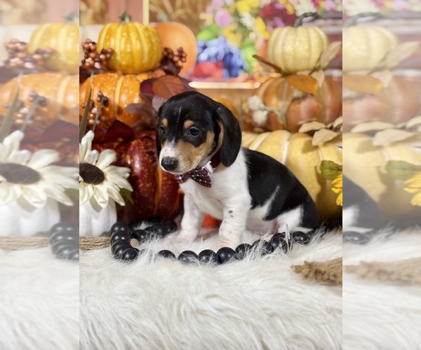 Medium Photo #3 Dachshund Puppy For Sale in RIPLEY, MS, USA