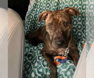 Mutt Dogs for adoption in Las Vegas, NV, USA