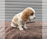 Small Photo #13 Basset Hound-Cavalier King Charles Spaniel Mix Puppy For Sale in DUNNVILLE, KY, USA
