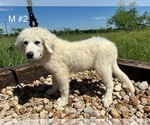 Small Photo #10 Great Pyrenees Puppy For Sale in LOCKHART, TX, USA