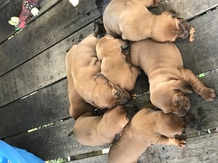 Redbone Coonhound Puppy for sale in LUCEDALE, MS, USA