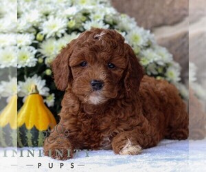 Poodle (Miniature) Puppy for sale in EAST EARL, PA, USA