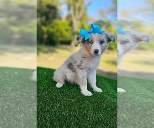 Australian Shepherd Puppy for sale in INDIANAPOLIS, IN, USA