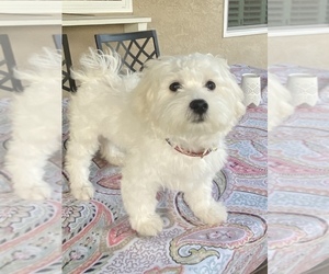 Maltese Puppy for sale in RANCHO CUCAMONGA, CA, USA