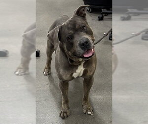 Mutt Dogs for adoption in Forestville, MD, USA