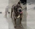Small Mutt