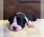 Image preview for Ad Listing. Nickname: Milo