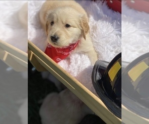 Golden Retriever Puppy for sale in JOPLIN, MO, USA