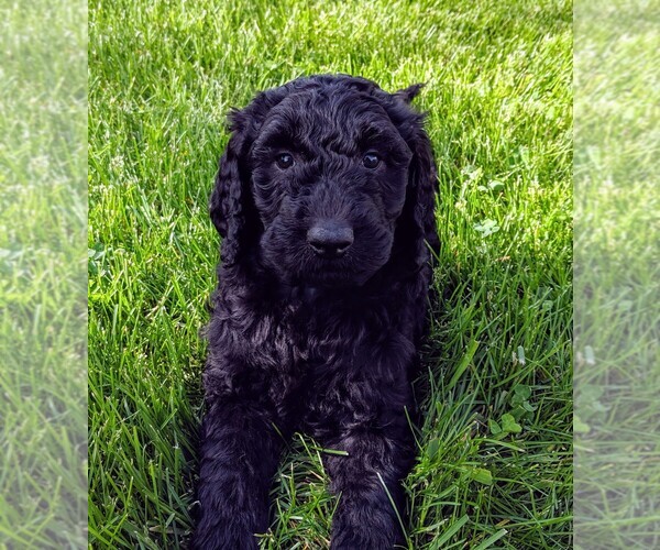 Medium Photo #7 Goldendoodle Puppy For Sale in ROSCOE, IL, USA