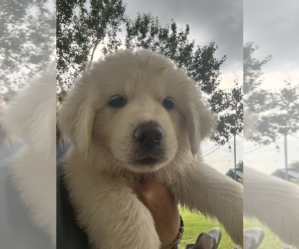 Medium Photo #1 Great Pyrenees Puppy For Sale in CHIPLEY, FL, USA