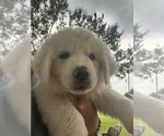 Small Photo #1 Great Pyrenees Puppy For Sale in CHIPLEY, FL, USA