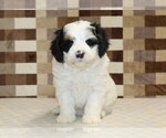 Small #2 Bernedoodle (Miniature)