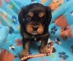Small Photo #14 Aussalier Puppy For Sale in ATHOL, ID, USA
