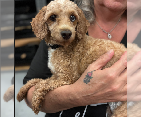 Medium Photo #2 Poodle (Miniature) Puppy For Sale in Brooklyn Center, MN, USA