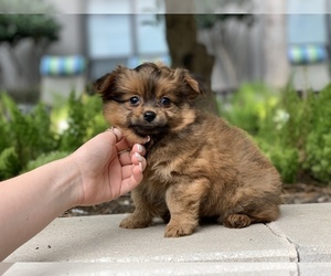 Pomeranian Puppy for sale in HOUSTON, TX, USA