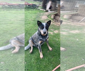 Father of the Australian Cattle Dog puppies born on 10/25/2020