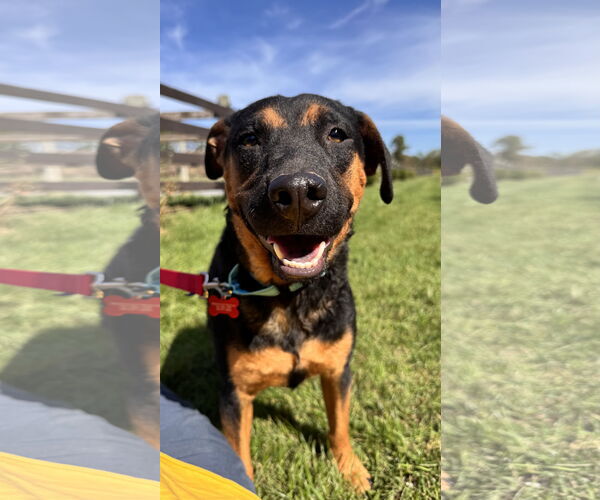 Medium Photo #4 Mutt Puppy For Sale in Sykesville, MD, USA