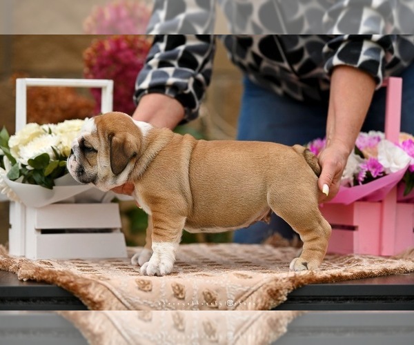 Medium Photo #6 English Bulldog Puppy For Sale in Balakliya, Kharkiv, Ukraine