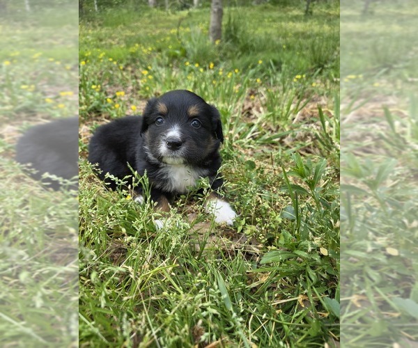 Medium Photo #2 English Shepherd Puppy For Sale in UPTON, KY, USA