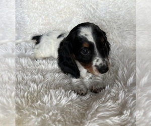Dachshund Puppy for sale in BOWLING GREEN, KY, USA