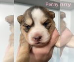 Small Photo #6 Pomsky Puppy For Sale in ROSEBURG, OR, USA