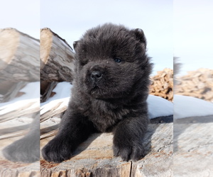Chow Chow Puppy for sale in KEENESBURG, CO, USA